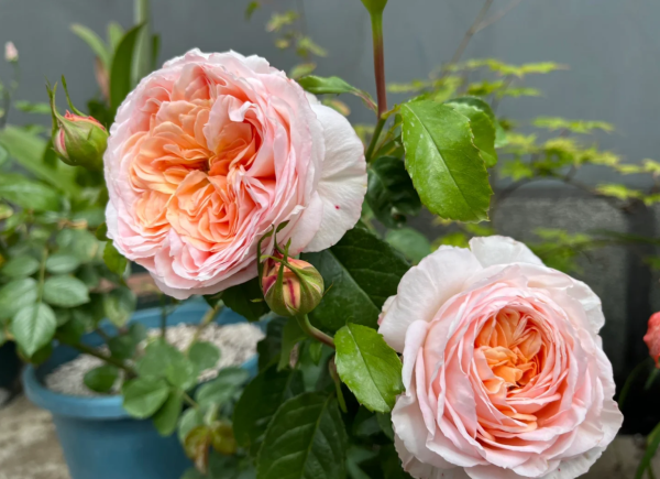 rose domaine de chantilly丨Your roses