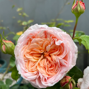 Domaine de Chantilly Rose丨Your roses
