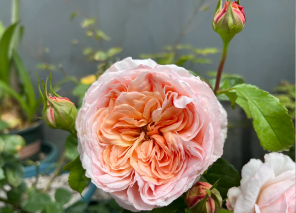 Domaine de Chantilly Rose丨Your roses