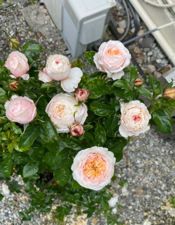 Domaine de Chantilly Rose for sale丨Your roses