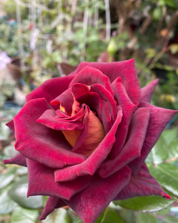 Eddy Mitchel Rose for sale plant丨Your roses