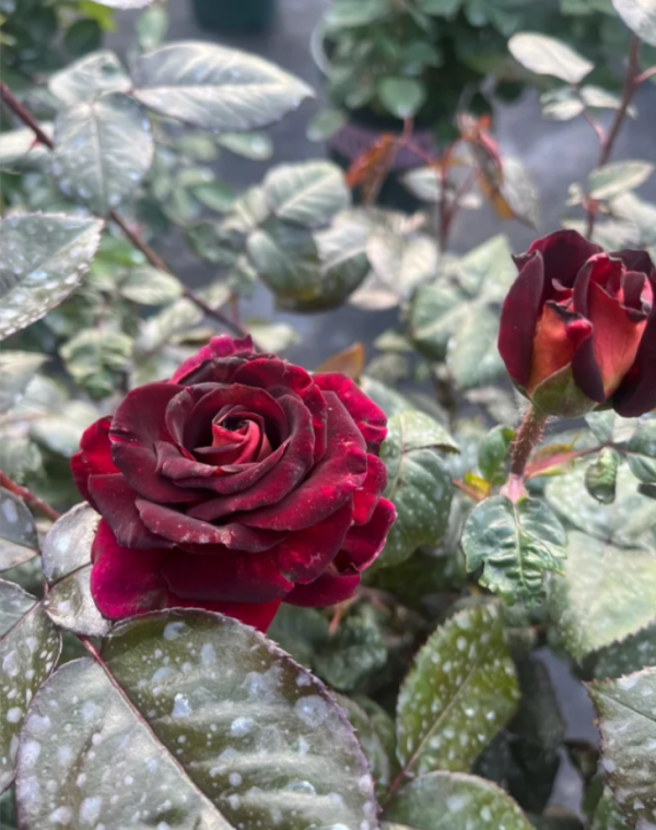 Eddy Mitchel Rose plant丨Your roses
