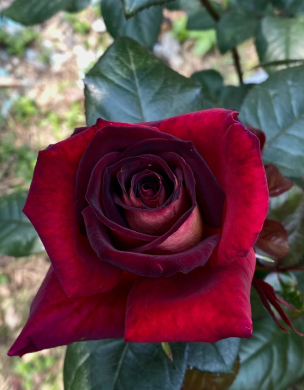 Eddy Mitchel Roses丨Your roses