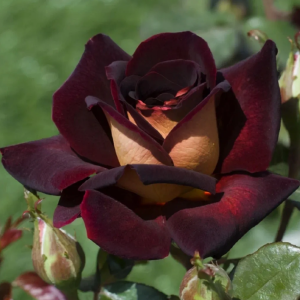 Eddy Mitchel Rose丨Your roses