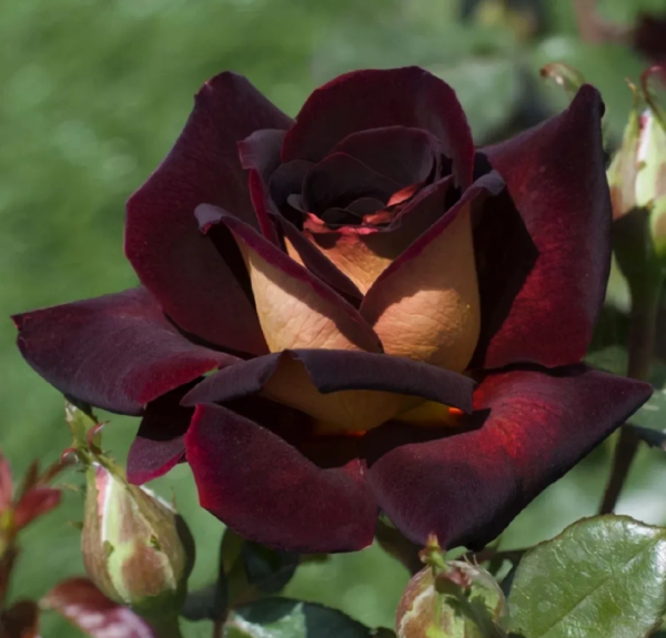 Eddy Mitchel Rose丨Your roses