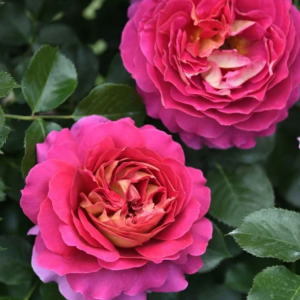 Esprit de Paris Rose丨Your roses