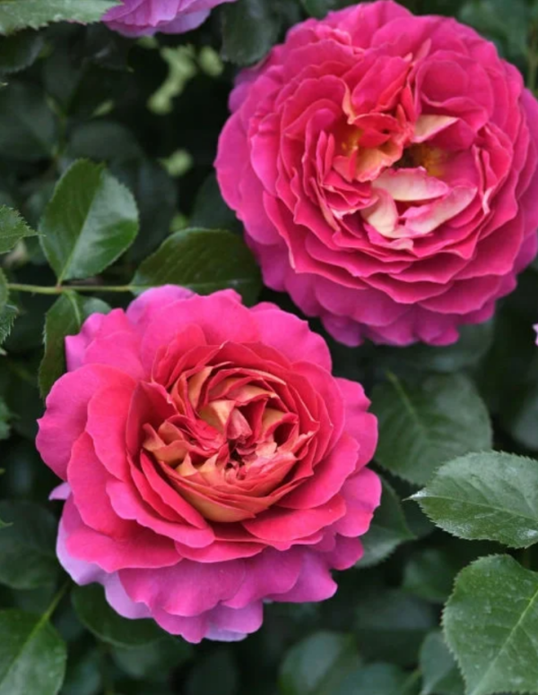 Esprit de Paris Rose丨Your roses