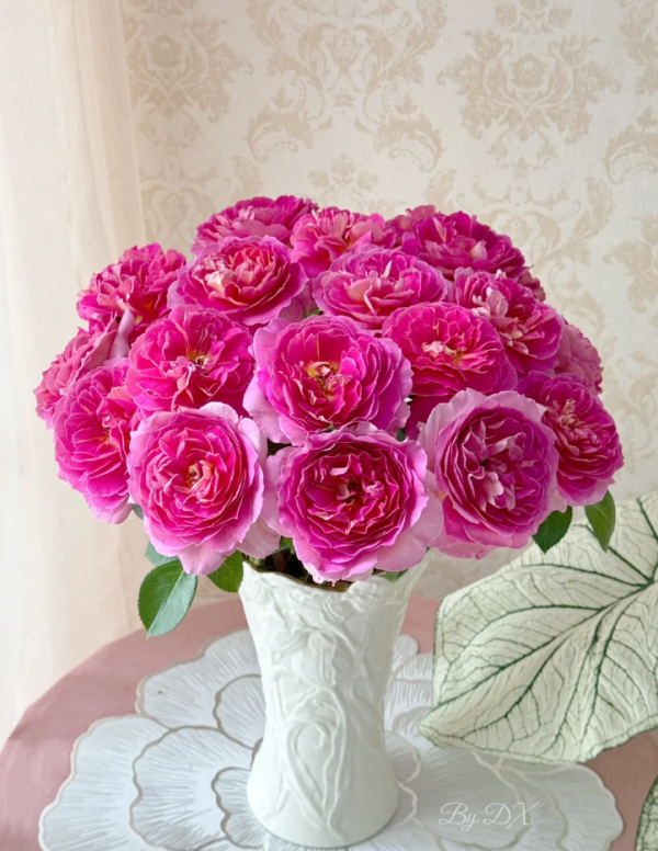 Esprit de Paris Roses丨Your roses