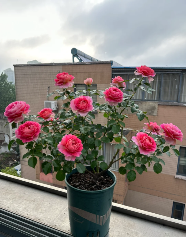 Esprit de Paris Rose Plant丨Your roses