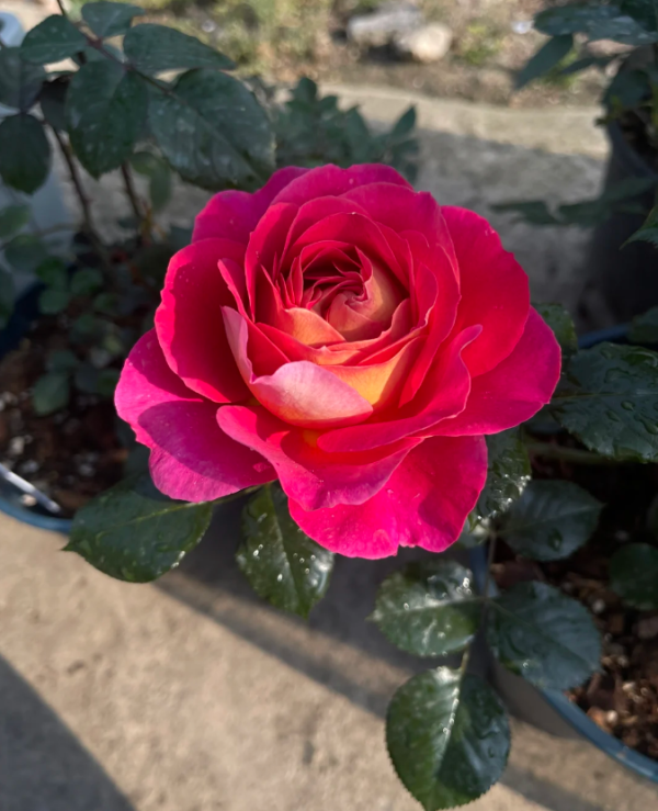 Esprit de Paris Rose丨Your roses