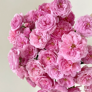 Fée Clochette Rose 丨Your roses