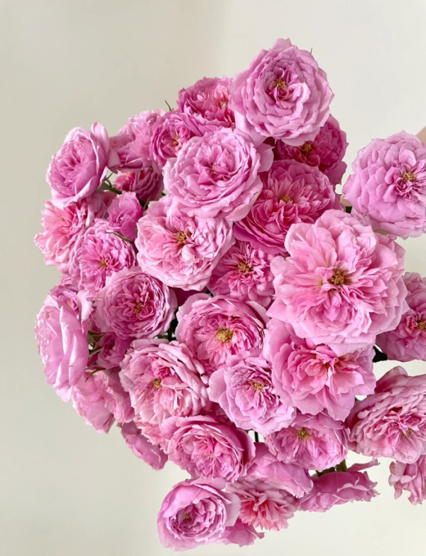 Fée Clochette Rose 丨Your roses