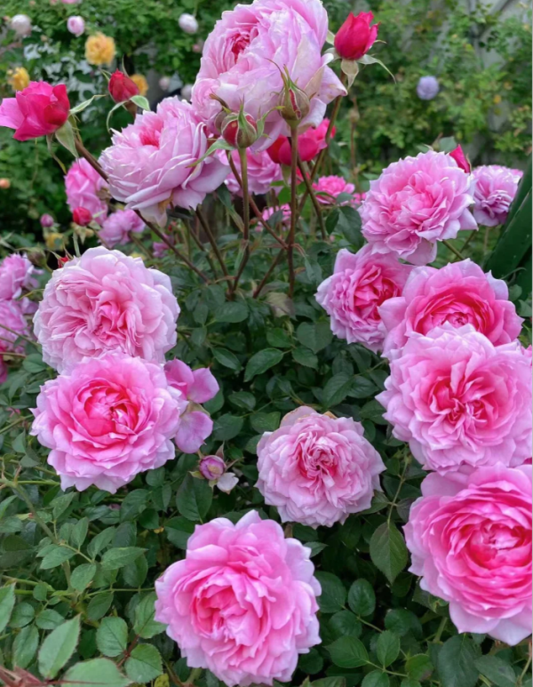 Delparo Rose丨Your roses