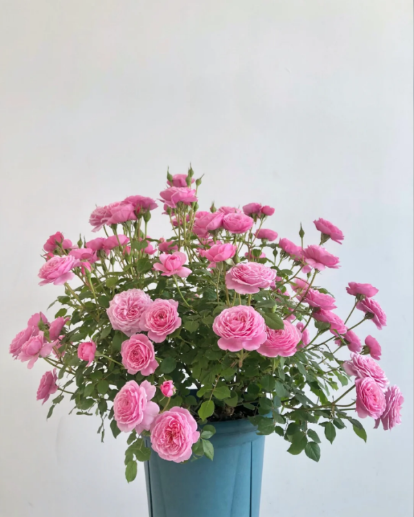 Fée Clochette Rose plant丨Your roses