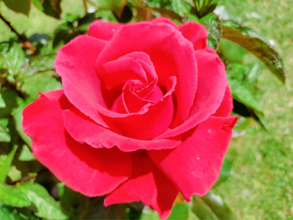 Duftwolke Rose for sale丨Your roses