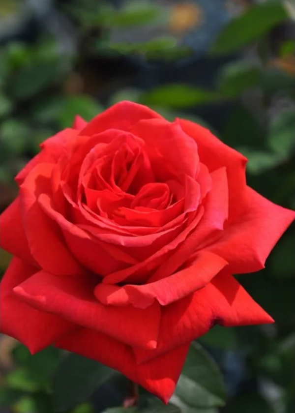 Duftwolke Rose丨Your roses