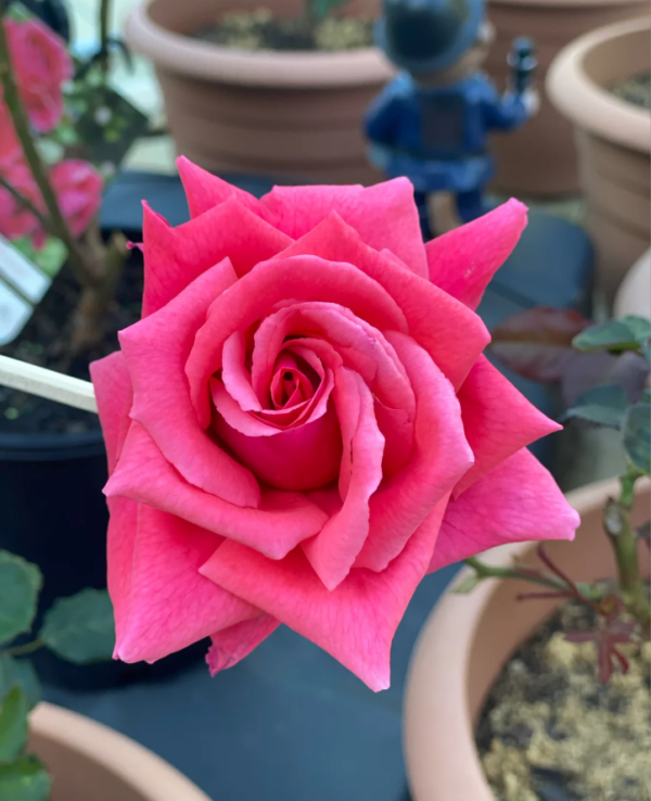Fragrant Cloud Rose for sale丨Your roses