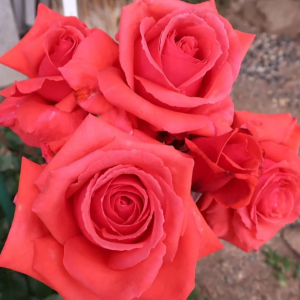 Fragrant Cloud Rose丨Your roses