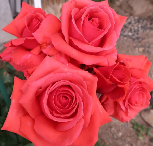 Fragrant Cloud Rose丨Your roses