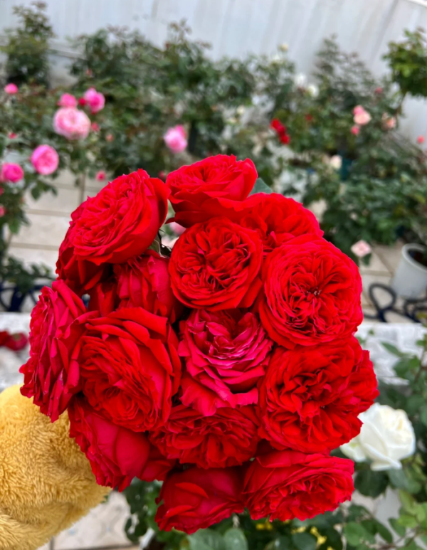François Rabelais Rose plant丨Your roses