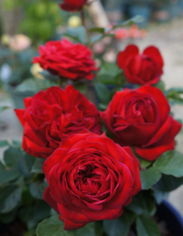 François Rabelais Rose for sale丨Your roses
