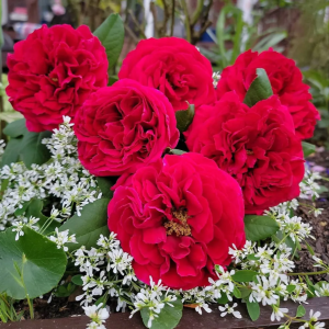 François Rabelais Rose for sale丨Your roses