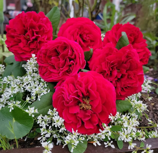 François Rabelais Rose for sale丨Your roses
