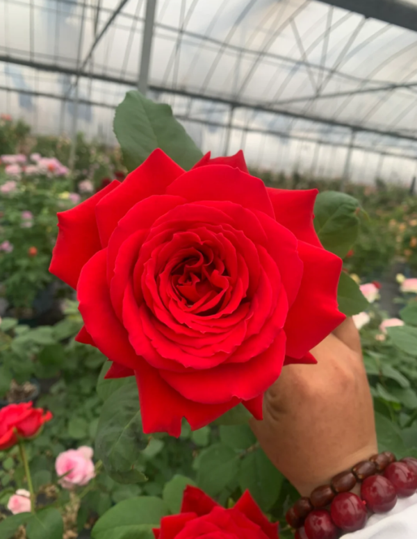 François Rabelais Rose丨Your roses