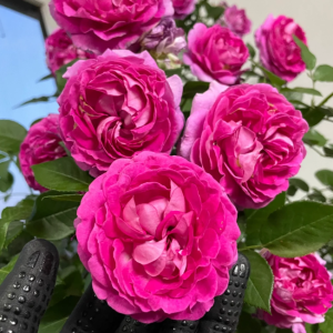 Fräulein Maria Rose丨Your roses