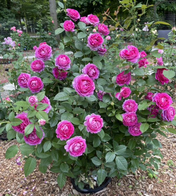 Fräulein Maria Rose丨Your roses
