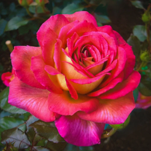 Friendship Rose for sale丨Your roses