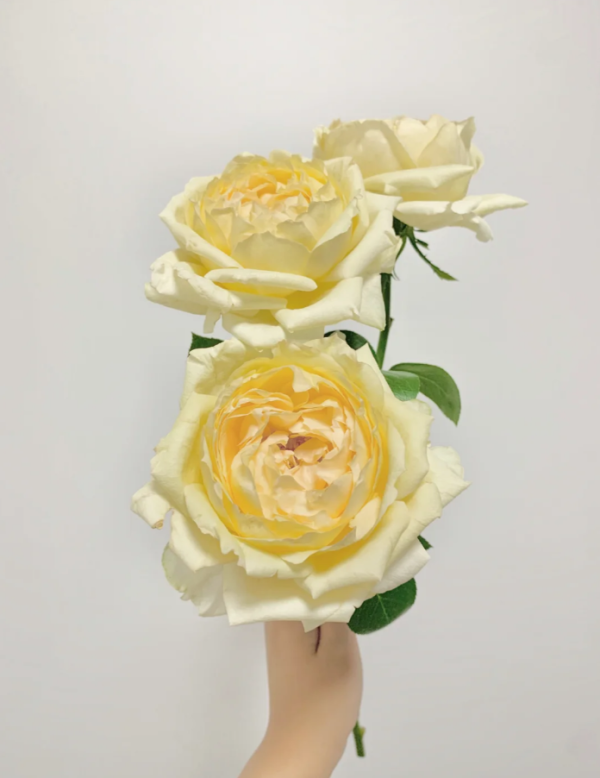 Golden Yves Piaget Rose for sale丨Your roses