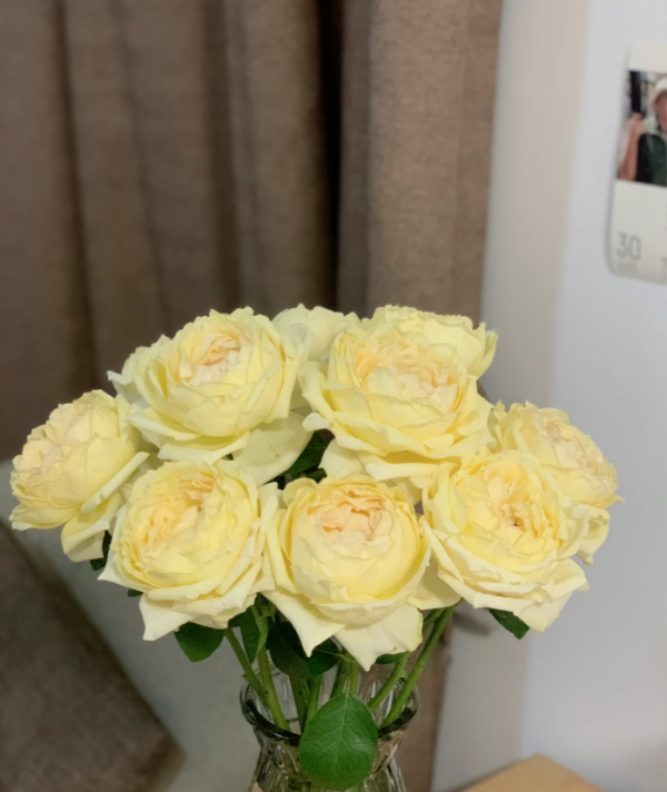 Golden Yves Piaget Rose plant丨Your roses