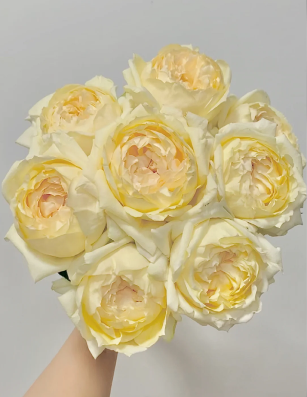 Golden Yves Piaget Rose丨Your roses