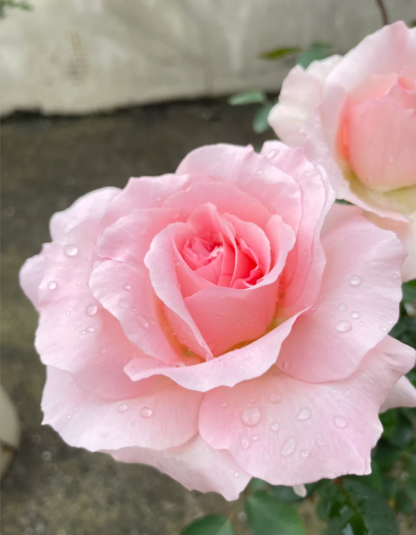 Great Century Rose for sale丨Your roses