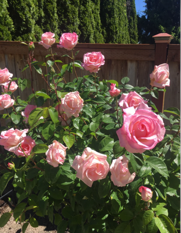 great century rose bush for sale丨Your roses