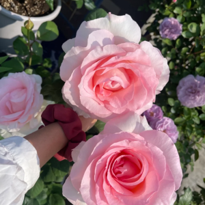 Great Century Rose丨Your roses