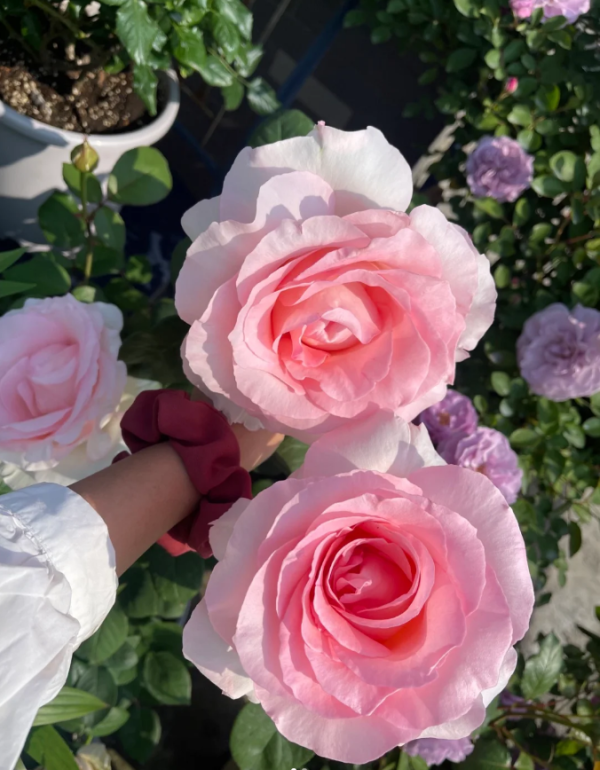 Great Century Rose丨Your roses