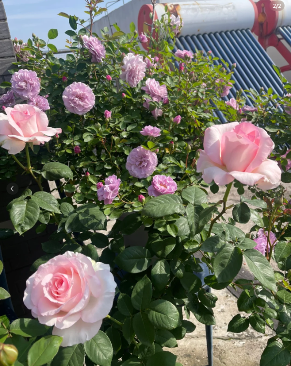great century rose bush丨Your roses