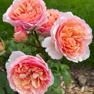 Haiku Romantika Rose丨Your roses