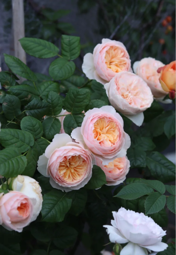 Hanxian Rose丨Your roses