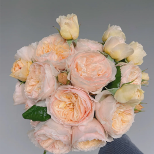 Hanxian Climbing Rose丨Your roses