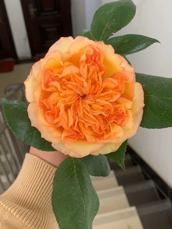 Henri Delbard Rose for sale丨Your roses