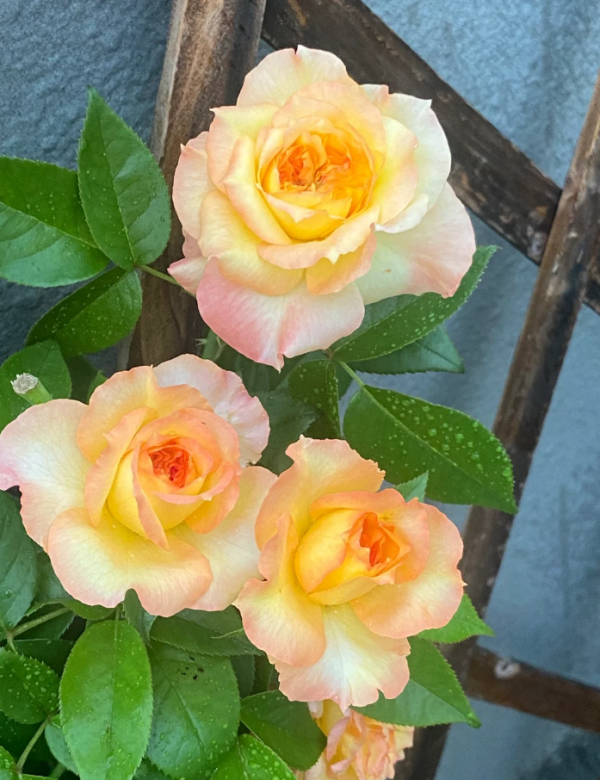 Crepuscule dete Rose丨Your roses