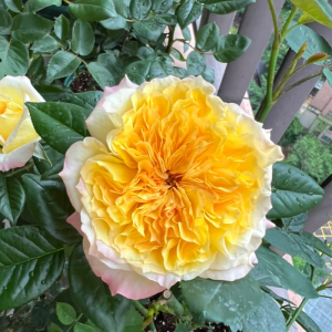 Henri Delbard Rose丨Your roses