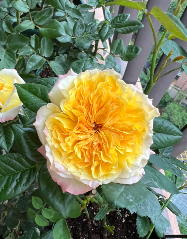 Henri Delbard Rose丨Your roses