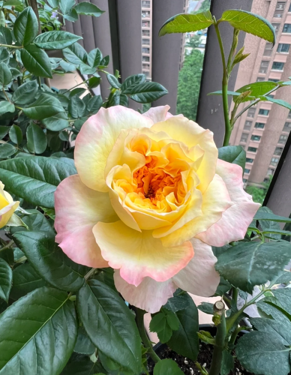 DELclaudibi Rose丨Your roses