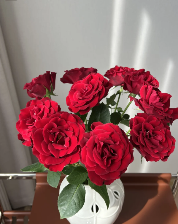 Hommage A Barbara Rose丨Your roses