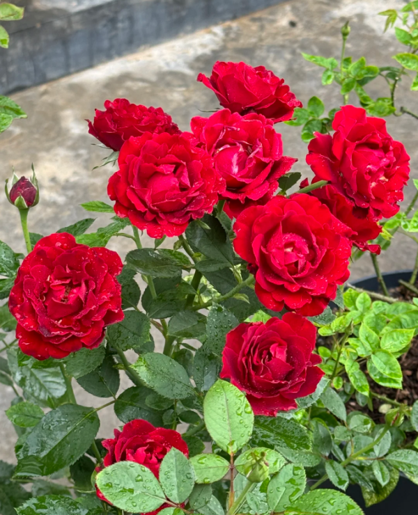 Hommage A Barbara Rose plant丨Your roses