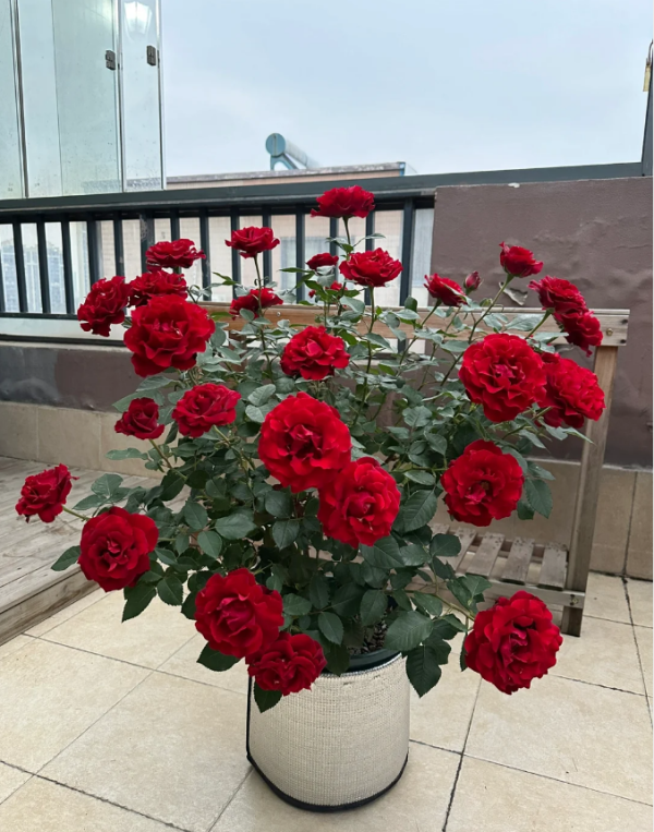 Hommage A Barbara Rose for sale丨Your roses